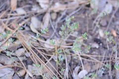 Acmispon parviflorus
