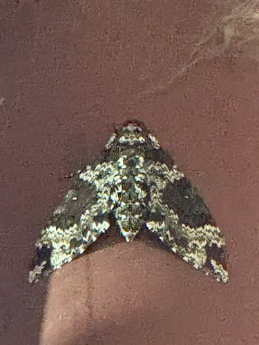 Rustic Sphinx