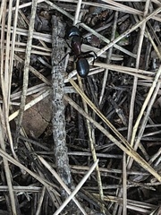 Camponotus obscuripes