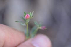 Acmispon parviflorus