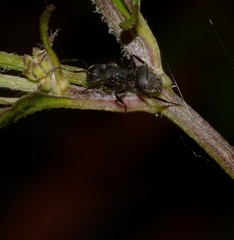 Camponotus mus