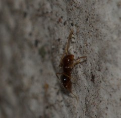 Formicidae