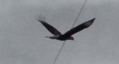 Caracara plancus