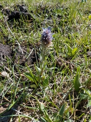 Veronica wyomingensis