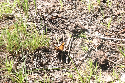iNaturalist observation photo of California Tortoiseshell