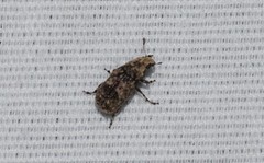 Euparius