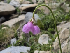 Allium narcissiflorum