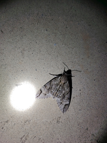 Plain grey hawkmoth