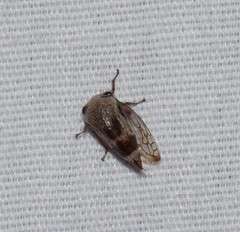Smiliini
