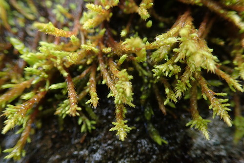 Philonotis fontana var. fontana
