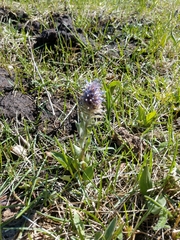 Veronica wyomingensis