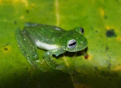 Centrolenidae