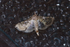 Cnaphalocrocis stereogona