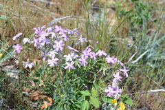 Phlox speciosa