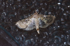 Cnaphalocrocis stereogona