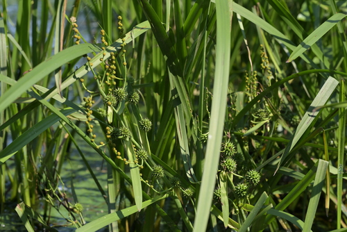 Наблюдение на iNaturalist