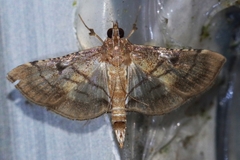 Cnaphalocrocis stereogona