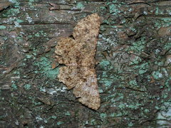 Racotis boarmiaria