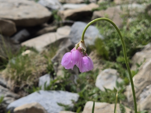 Allium narcissiflorum, photograph 1