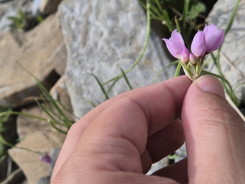 Allium narcissiflorum, photograph 2