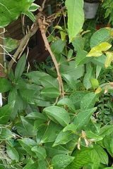 Macrosolen cochinchinensis