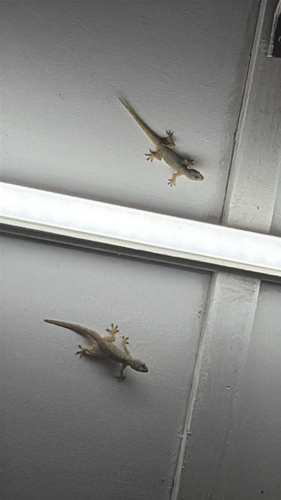 Flat-tailed House Gecko