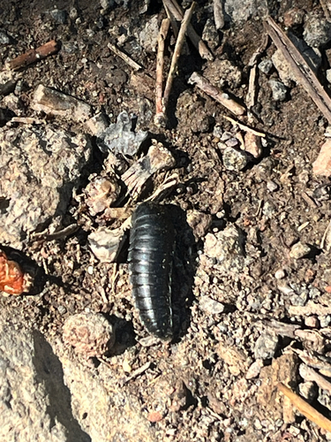 iNaturalist observation photo of Heterosilpha