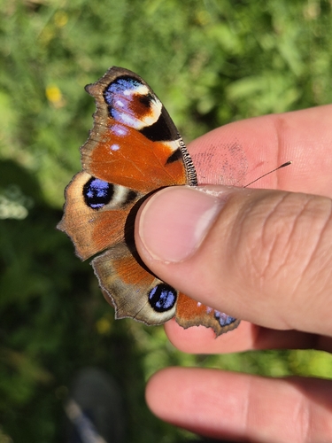 European Peacock Butterfly