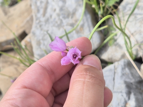 Allium narcissiflorum, photograph 4