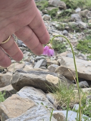 Allium narcissiflorum, photograph (c) Antoine Guiguet, some rights reserved (CC BY)