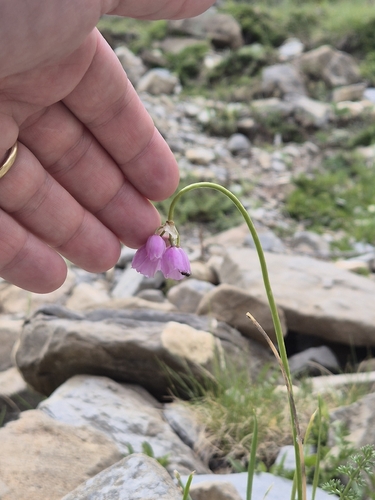 Allium narcissiflorum, photograph 6