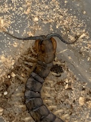 Hemiscolopendra