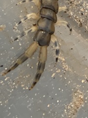 Hemiscolopendra