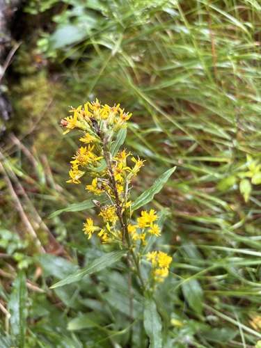 European goldenrod