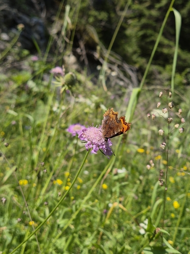 European Comma
