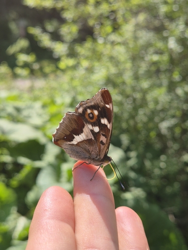 Purple Emperor