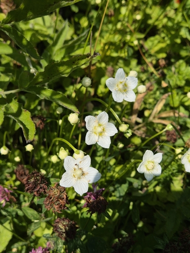 marsh grass-of-Parnassus