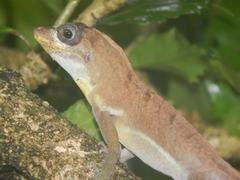 Anolis richardii