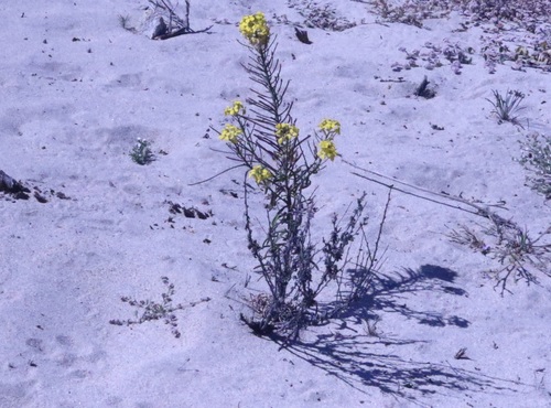 Erysimum ammophilum