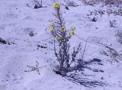 Erysimum ammophilum