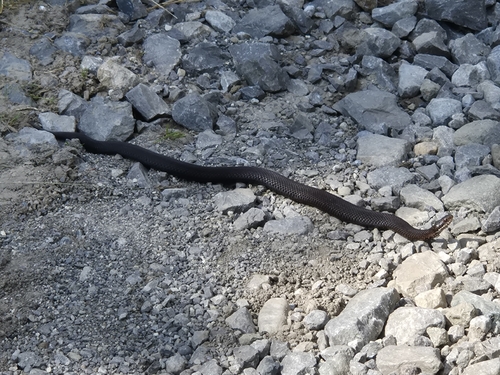 Adder