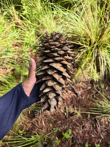 Pinus ayacahuite, 2026-08-01