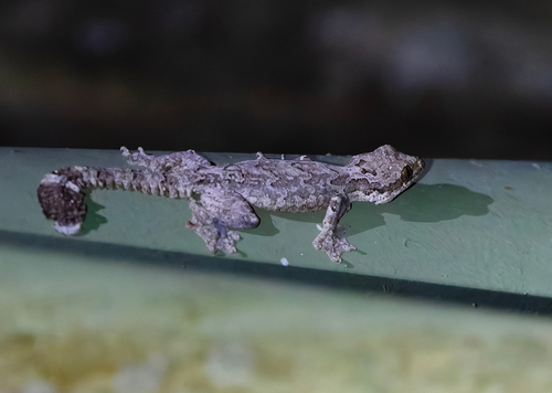 Gekko kuhli observed 2026-06-22