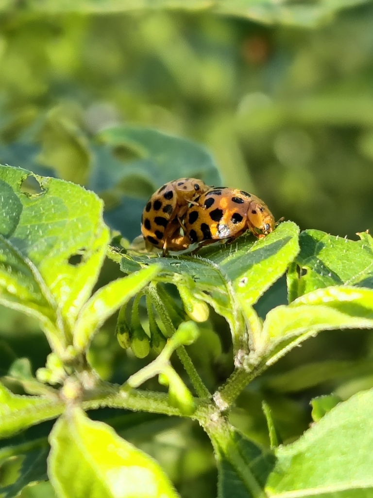 28-spotted Potato Ladybird