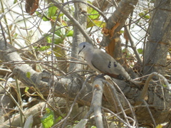 Turtur abyssinicus