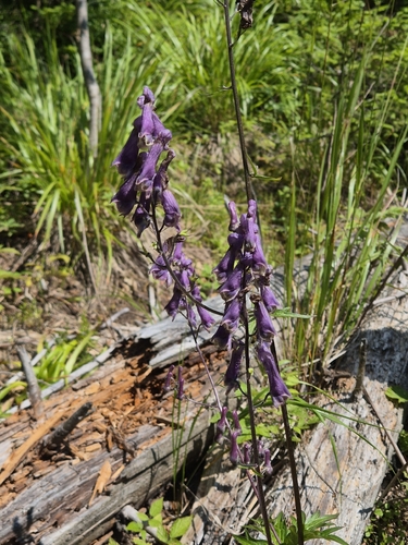 Moldavian Monkshood