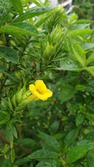Strobilanthes crispus