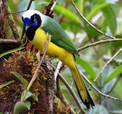 Cyanocorax yncas yncas