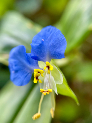Asiatic dayflower