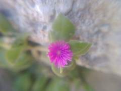 Mesembryanthemum cordifolium